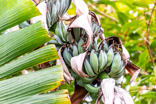 Musa silver bluggoe pertenece a la familia de Musaceae.