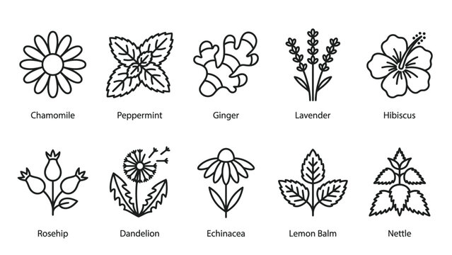 Herbal tea plant icons featuring chamomile peppermint lavender and hibiscus.
