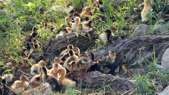 Ducklings lie side by side in a small group on grass in the shade of a tree while resting together on a countryside poultry farm. Rural breeding.