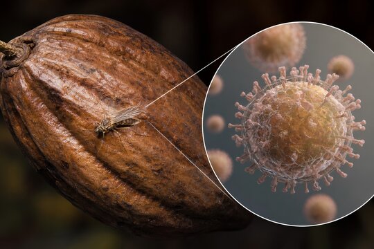 Cacao pod with a culicoides biting midge (vector of oropouche fever) on its surface, alongside magnified virus particles, representing arbovirus transmission and tropical disease ecology