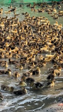 Several ducklings run side by side across grass on a rural duck farm, staying close while moving together through the open farm space. Young poultry.