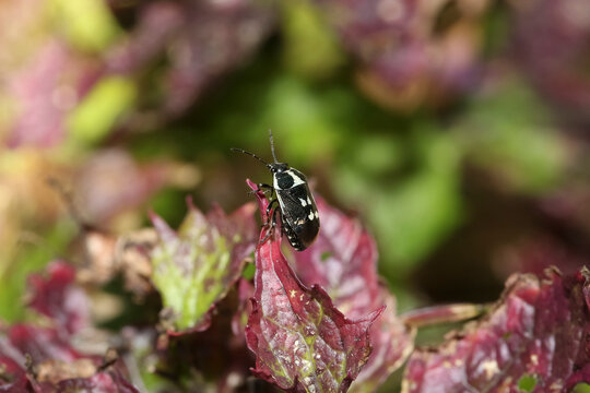 Larve einer Baumwanze, Kohlwanze, Eurydema oleraceum auf einem Blatt