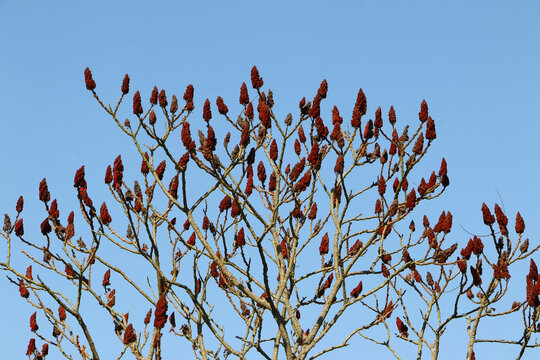 Fruchtstand des Essigbaumes, Rhus typhina, Sumach, Hirschkolbensumach