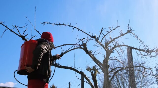 Worker spraying pesticide on a backyard for pest control, close-up, handles orchard. Gardening care work season. Early spring treatment of fruit trees, fungicide. Protecting the garden from diseases.