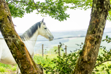 Un cheval blanc avec une crinière noire, au galop dans une grande prairie, avec une montagne et de l'herbe verte. Il entre dans une fôret  © FelciiRecords