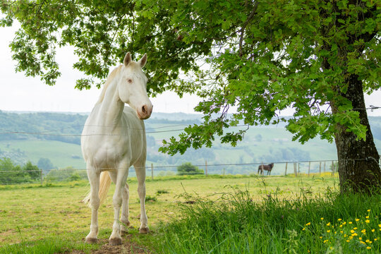 Un cheval blanc albinos, au galop dans une grande prairie, avec une montagne et de l'herbe verte. Il entre dans une f&ocirc;ret 