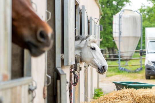 Des chevaux dans une &eacute;curies attendant leur dresseur. Il y a la t&ecirc;te d'un cheval marron et d'un cheval blanc. Ils passent leur t&ecirc;te par une fen&ecirc;tre avec des volets