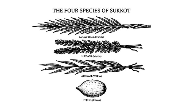 Hand Drawn Four Species Sukkot Symbols Vector Illustration with Etrog Lulav Hadass and Aravah