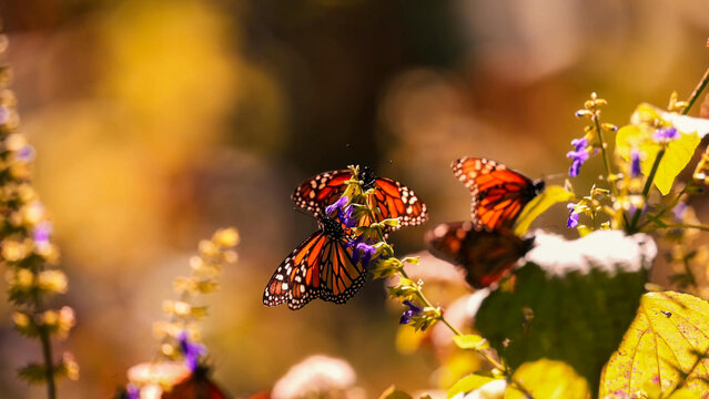 Monarch Butterflies Feeding on Purple Wildflowers, El Rosario Monarch Butterfly Reserve, Mexico