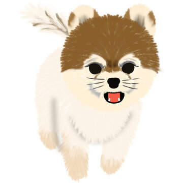 포메라니안, Pomeranian
