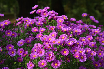 Obraz premium A profusion of diminutive flowers boasting a magenta hue
