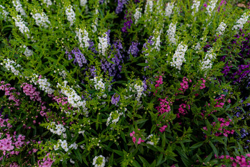 Obraz premium Flowers garden African daisies close up on a blurred background.