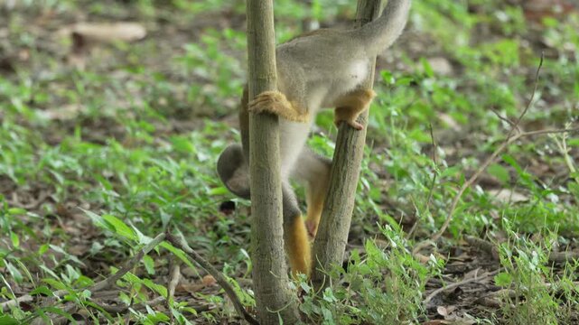 A squirrel monkey navigates between slender tree trunks on the forest floor, showcasing agility. Ideal for wildlife documentaries or educational content.
