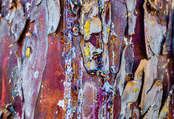 Bark, tree, natural design, abstract © Sebastian
