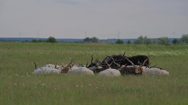A flock of traditional Racka sheep with distinctive spiral horns resting together in a wide grassy meadow.