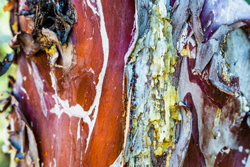 Bark, tree, natural design, abstract © Sebastian