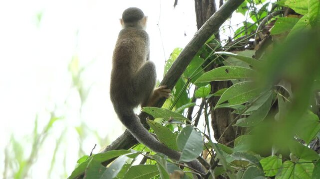 A squirrel monkey skillfully climbs a leafy tree branch, surrounded by bright green foliage. Ideal for wildlife documentaries and nature-themed content.