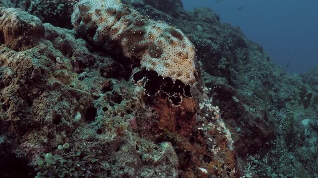 Sea cucumber Bohadschia graeffei walking on seabed using tube feet, real-time 4K UHD macro footage with ambient sound, detailed texture and slow natural movement