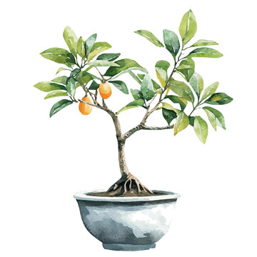 watercolor of Black Sapote Bonsai draw graphic, isolated on a white background.