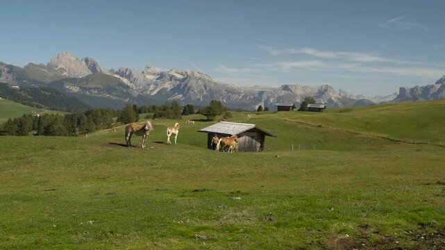 Italian Dolomites. Picturesque scene of farmer with light brown Haflinger horses near wooden cabin, with a stunning panoramic landscape view on sunny summer day.