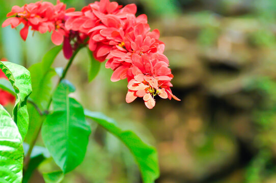 Chaconia, Pride of Trinidad and Tobago or rubiaceae or Warszewiczia or  Warszewiczia coccinea or Wild Poinsettia or red flower