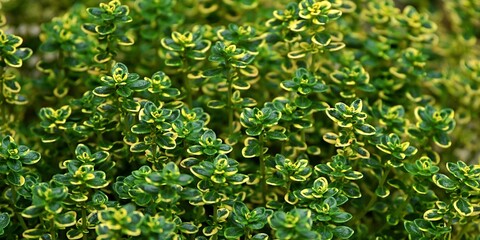 Zielono-żółte listki aromatycznego tymianku cytrynowego (Thymus citriodorus) © Lancan