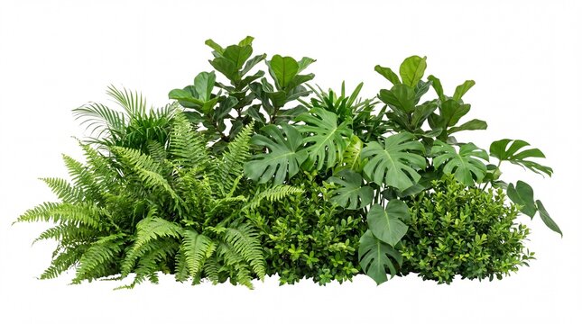 Tropical foliage arrangement featuring diverse lush green plants captured in this vibrant photo on white background