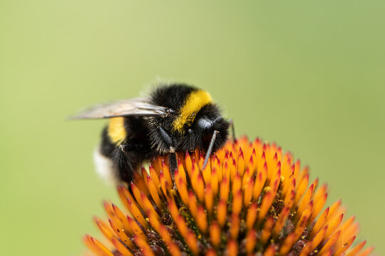 Buff tailed bumblebee Bombus terrestris feeds on purple coneflower head