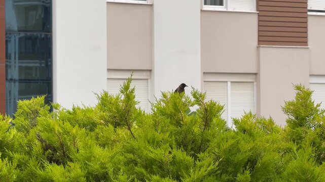 A wild white-spectacled bulbul bird with spread wings is landing on a lush green thuja bush. Birds adapt to human architecture and live in urban environments. Modern residential building facade.