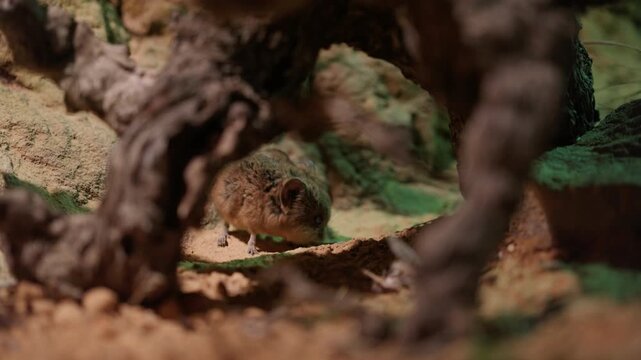 A tiny shrew, a small mouse like mammal with a long snout, cautiously emerges from under a gnarled tree root. It sniffs the air and licks its nose in its natural habitat. Close up wildlife shot