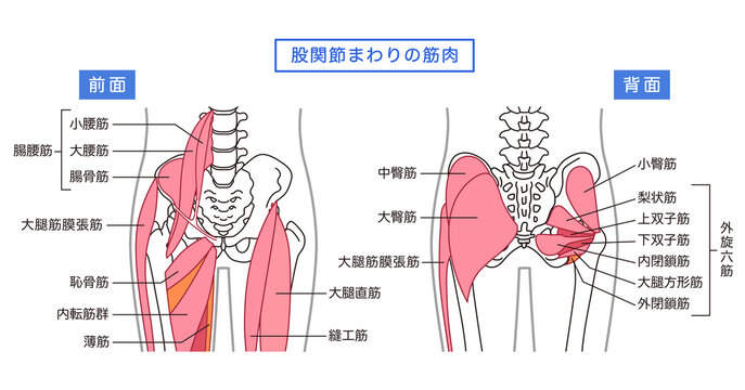 お尻、股関節まわりの筋肉