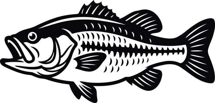 Black and white striped bass fish illustration