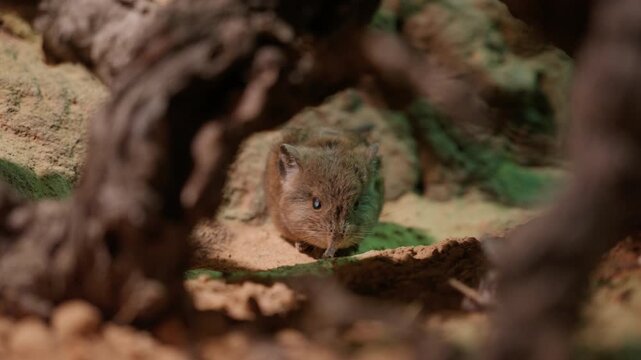 Tiny elephant shrew, or sengi, cautiously peers out from its burrow under dark tree roots. Small mammal with long snout looks directly at camera in its natural sandy habitat