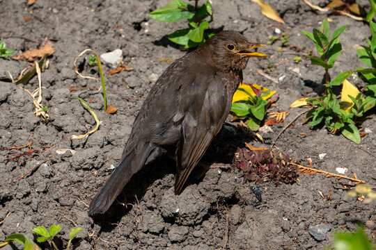 A female blackbird sunbathing in a trance like state on a vegetable bed, bare soil, fluffed feathers,beak open