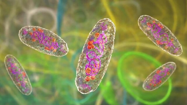 Plague bacteria Yersinia pestis slowly rotating and drifting in fluid, translucent cells revealing internal DNA and cytoplasmic structures, detailed microbiology 3D animation.