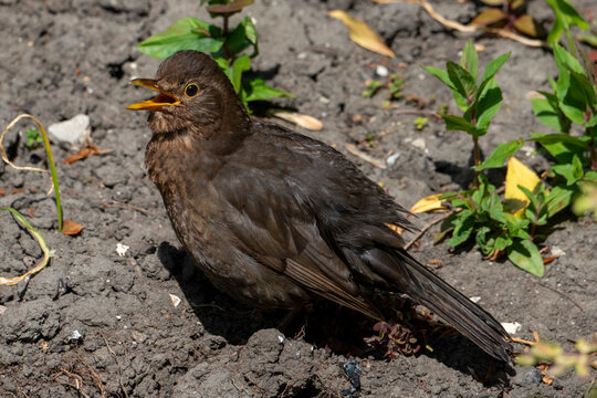 A female blackbird sunbathing in a trance like state on a vegetable bed, bare soil, fluffed feathers,beak open