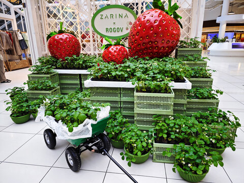 Strawberry installation with seedlings in Aviapark shopping mall Moscow