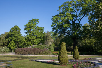Obraz premium Formal garden bed with Aesculus hippocastanum trees in bloom and Myosotis flowers at Krasinski Garden in Warsaw. Sunny spring day in a historic urban park, landscape design with gravel paths.