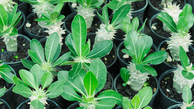 High angle view of young Pachypodium plants growing in nursery pots