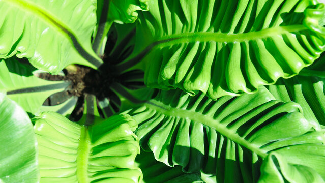 Top view of lush green wavy leaves of Bird's Nest Fern