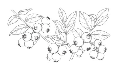 Hand drawn blueberry branches with leaves and berries fruit leaf food © Mehedi