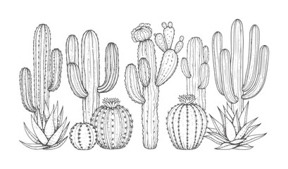 Hand drawn of various desert cacti and succulents in a row cactus botanical flora © Mehedi