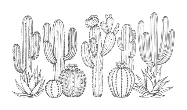 Hand drawn of various desert cacti and succulents in a row cactus botanical flora