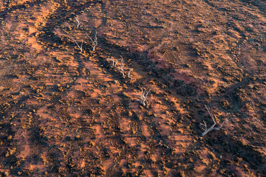 Aerial view of the rugged red desert landscape with scattered dead white trees and sparse scrubland during golden hour in Flinders Ranges, South Australia, Australia.