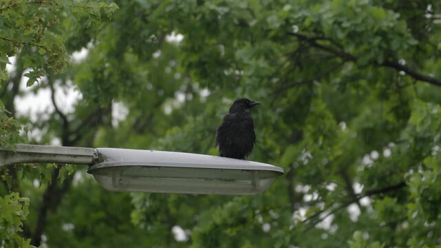 Crow Perched on Street Lamp in Rain &ndash; 4K Slow Motion, Moody Urban Wildlife, Linz