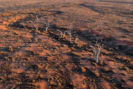 Aerial view of dead white trees standing in the arid red desert landscape of the outback Flinders Ranges, South Australia, Australia.