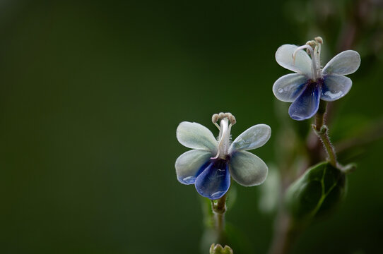 Rotheca serrata branch flowers and green leaves on natural background.