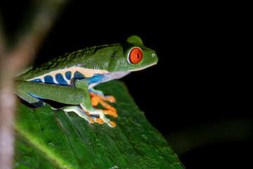 Obraz premium Red-eyed Tree Frog on a Leaf at night time in Costa Rica Rain Forest