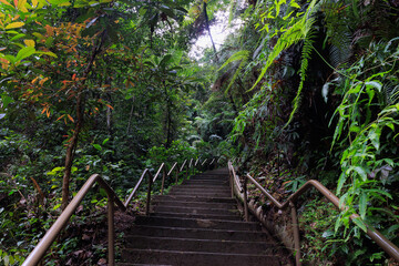 Obraz premium Concrete stairs ascending through dense Malaysian jungle