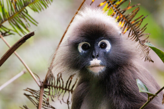Dusky leaf monkey looking into camera in Malaysia